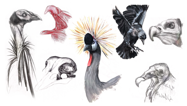 Étude d'oiseaux - Crayon à papier, stylo bille et peinture acrylique - 2021
